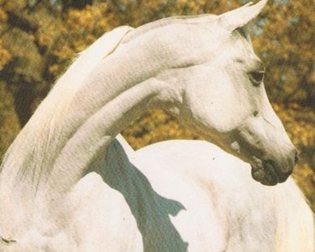 broodmare Glorieta Shahlima EAO (Arabian purebred, 1978, from Ansata Shah Zaman 1968 ox)
