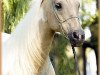 Zuchtstute Cleo (Arabisches Halbblut / Partbred, 1994, von Neron)