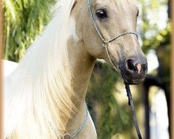 Zuchtstute Cleo (Arabisches Halbblut / Partbred, 1994, von Neron)