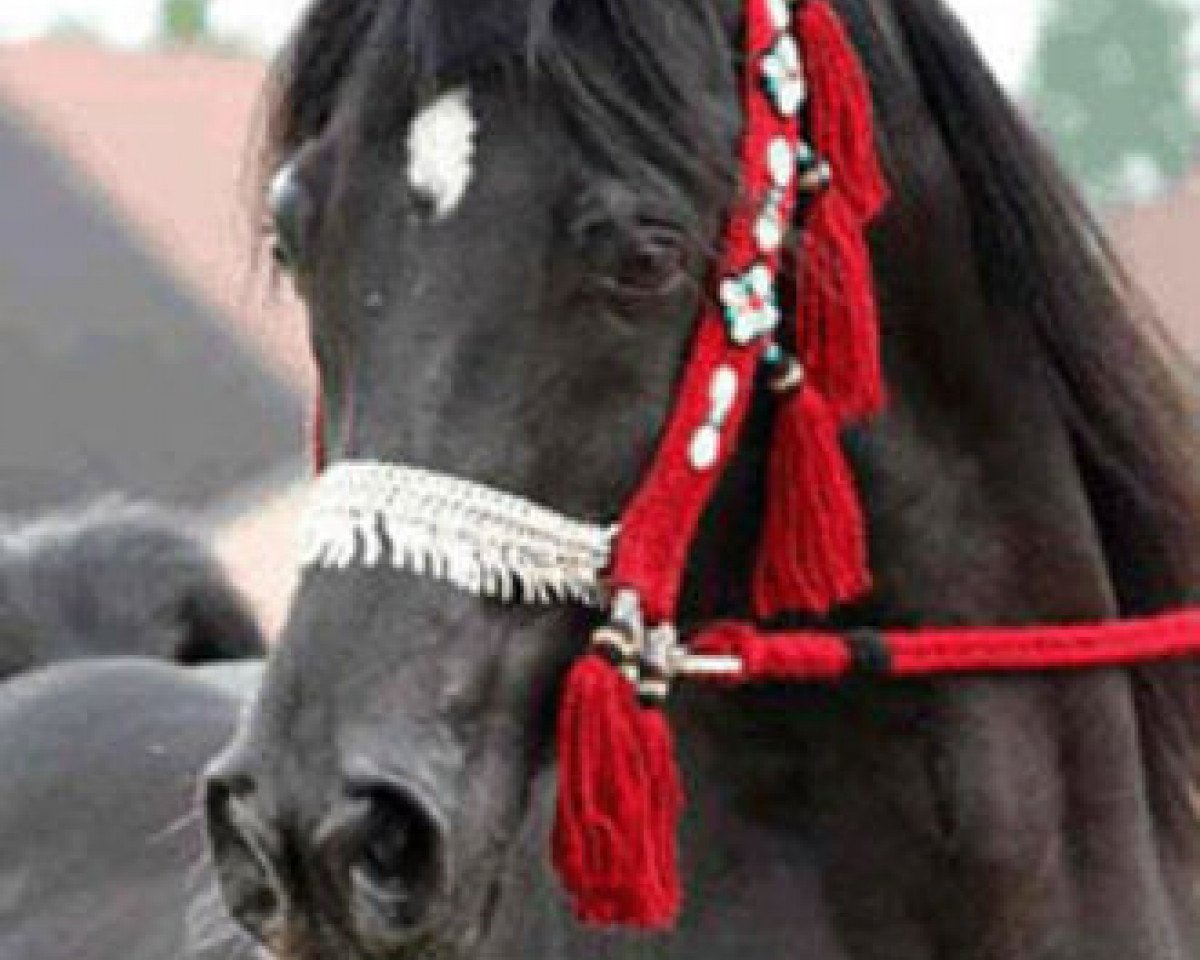 stallion Shaikeel EAO (Arabian purebred, 1992, from Simeon Shai 1984 ox)