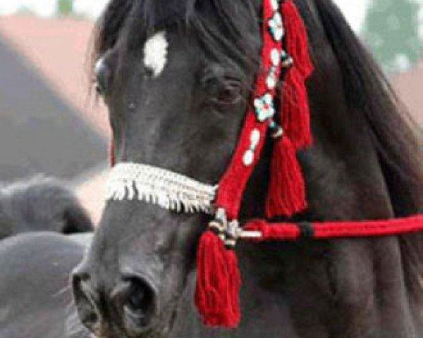 stallion Shaikeel EAO (Arabian thoroughbred, 1992, from Simeon Shai 1984 ox)