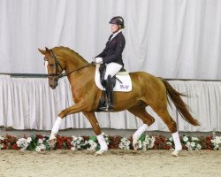 dressage horse Lasco (Westphalian, 2011, from Lissaro)