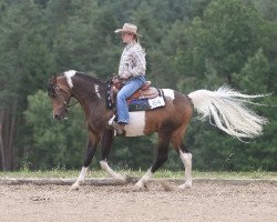 stallion Shai van Coloured (Pinto / Pleasure, 2008, from Shaikeel EAO)