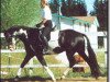 broodmare Weltskandal (American Warmblood, 1997, from Weltmeyer)