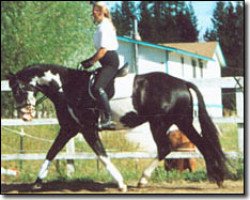 broodmare Weltskandal (American Warmblood, 1997, from Weltmeyer)