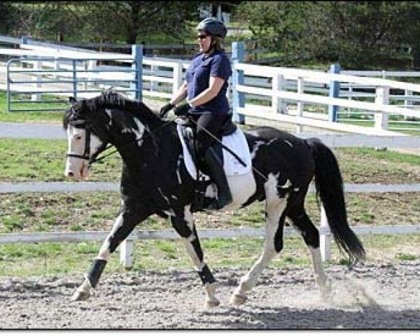 stallion Radikal (Zweibrücken, 2002, from Rotspon)