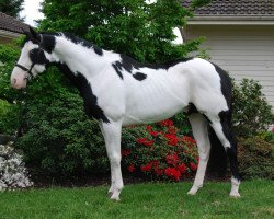 stallion New Wolkenzauber (American Warmblood, 1998, from New Winnetou)