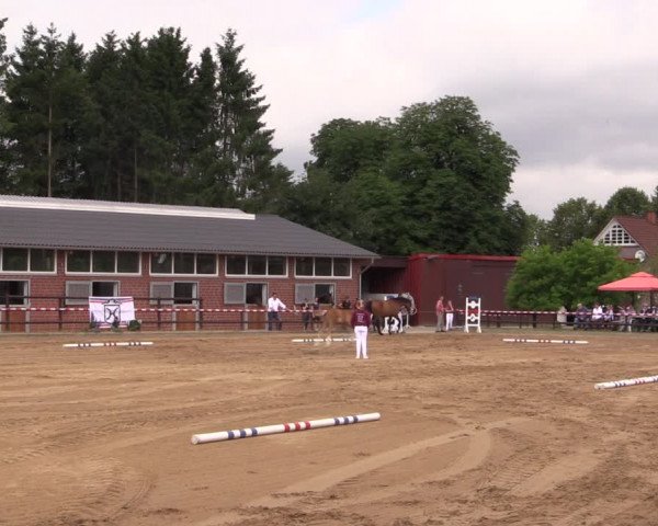 Holsteiner Fohlenschau in Hohenhude 2021
