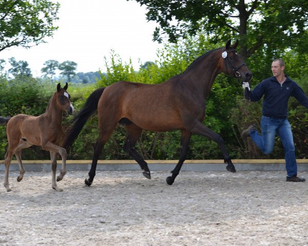 dressage horse Fürst Friday (Oldenburg, 2014, from Fürstenball)