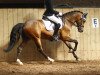 dressage horse CTS Maverick (German Warmblood, 2008, from Monte Miro)