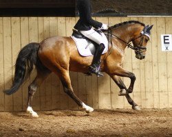 dressage horse CTS Maverick (German Warmblood, 2008, from Monte Miro)