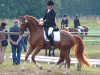 Dressurpferd Bodyguard WF (Westfale, 2010, von Belissimo NRW)