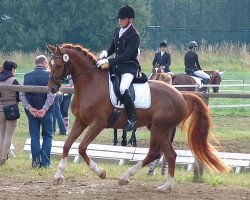 dressage horse Bodyguard WF (Westphalian, 2010, from Belissimo NRW)