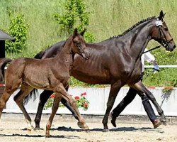 broodmare Anemone XI (Trakehner, 2001, from Sabary)