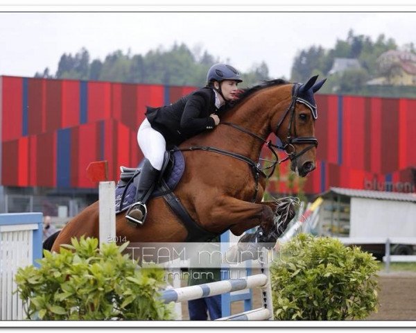 jumper Urco du Chabus (Belgian Warmblood, 2004, from Orlando van de Heffinck)