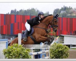 jumper Urco du Chabus (Belgian Warmblood, 2004, from Orlando van de Heffinck)