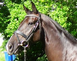 dressage horse Fräulein Zack (Oldenburg, 2010, from Zack)