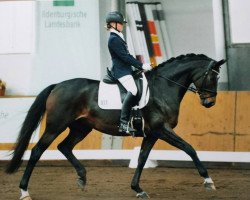 dressage horse Donna Littchen 6 (Oldenburg, 2006, from Don Primero)