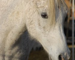 broodmare Nigeria 2001 ox (Arabian thoroughbred, 2001, from ZT Sahjat 1992 ox)