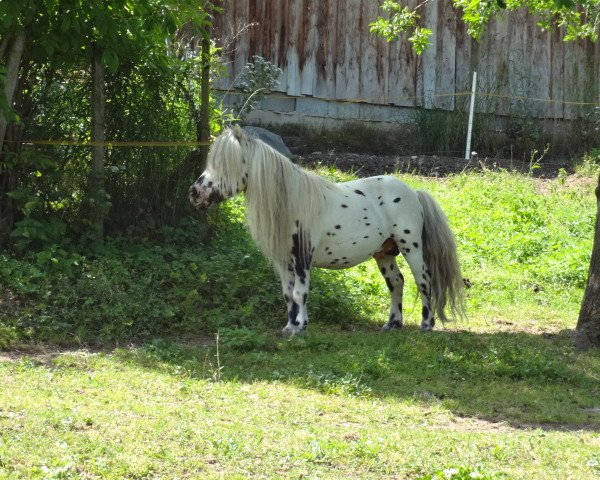 Deckhengst ML's Rene (Dt.Part-bred Shetland Pony, 2003, von Rio Palouse)