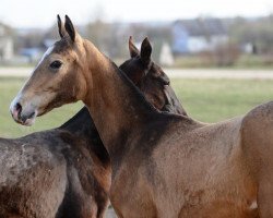 horse Yashma (Akhal-Teke, 2013, from Khair)