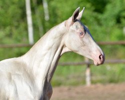 horse Guzeldjahan (Akhal-Teke, 2013, from Aitugan-Endoron)