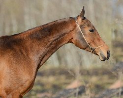 horse Yablonka (Akhal-Teke, 2008, from Kutlug)