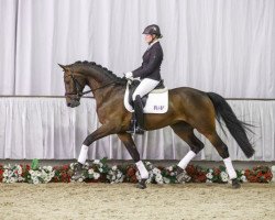 dressage horse Lewandowski V (Westphalian, 2012, from Lord Loxley I)