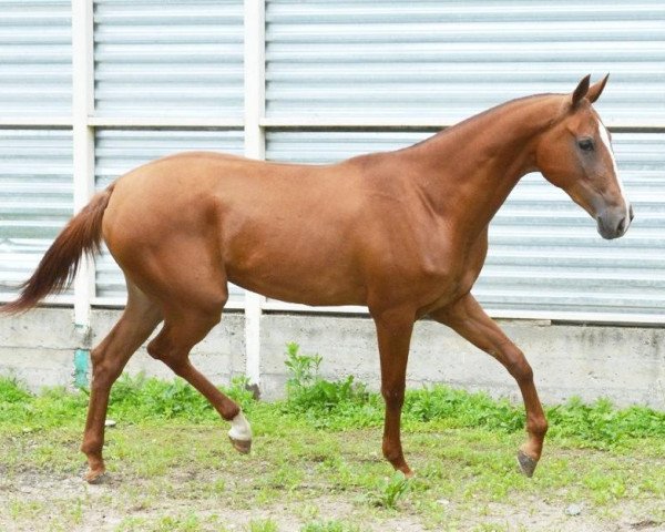 horse Gazanda (Akhal-Teke, 2012, from Gazanch)