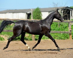 broodmare Karagez (Akhal-Teke, 2010, from Massad)