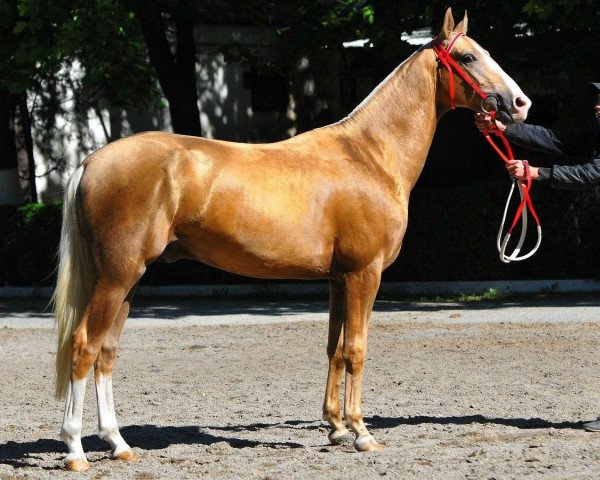 horse Soliaris-Star (Akhal-Teke, 2011, from Saaks)