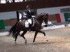 dressage horse Caracillo (Holsteiner, 2006, from Cracker Jack 5)