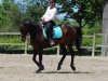 dressage horse Danger 62 (German Riding Pony, 2001, from Display II)