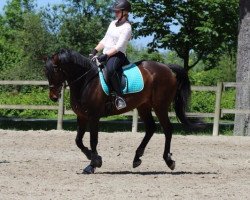 dressage horse Danger 62 (German Riding Pony, 2001, from Display II)