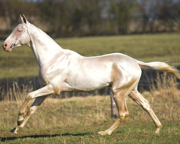 horse Tesla (Akhal-Teke, 2010, from Gornostai)