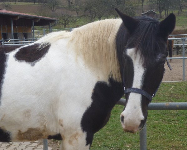 Pferd Seminola (Pinto/Hunter, 2001, von Golden Chief Junior)