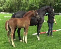 dressage horse Delikat (Westphalian, 2014, from Dankeschön)