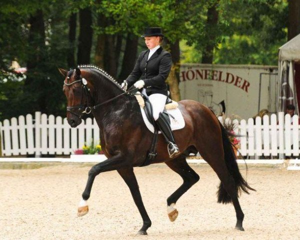 stallion Demirel (Hanoverian, 2005, from Dimaggio)