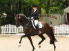stallion Demirel (Hanoverian, 2005, from Dimaggio)