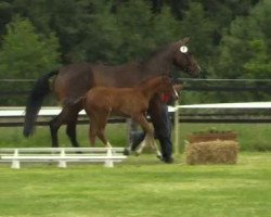 horse Hengst von Pik Labionics (Westphalian, 2014, from Pik Labionics)