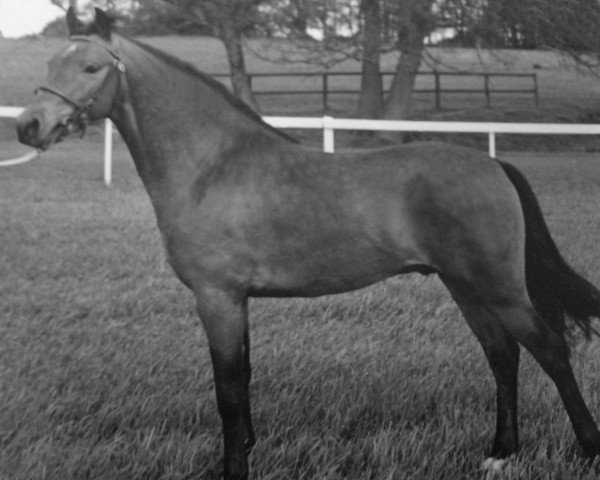 Deckhengst Bridgelea Candy Cane (New-Forest-Pony, 1968, von Knightwood Spitfire)