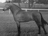Deckhengst Bridgelea Candy Cane (New-Forest-Pony, 1968, von Knightwood Spitfire)
