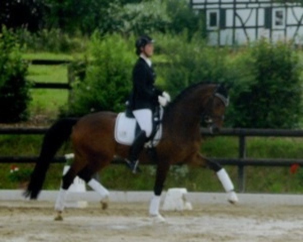 horse Richie (Hanoverian, 2005, from Riccione)