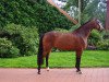 broodmare Floridance 2 (Westphalian, 2007, from Floresco NRW)