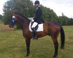 dressage horse Warlasko (Hanoverian, 2005, from Warkant)