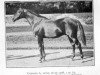stallion Consols xx (Thoroughbred, 1908, from Doricles xx)