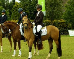 dressage horse Chicito (German Riding Pony, 2011, from Top Carlos Cassini)