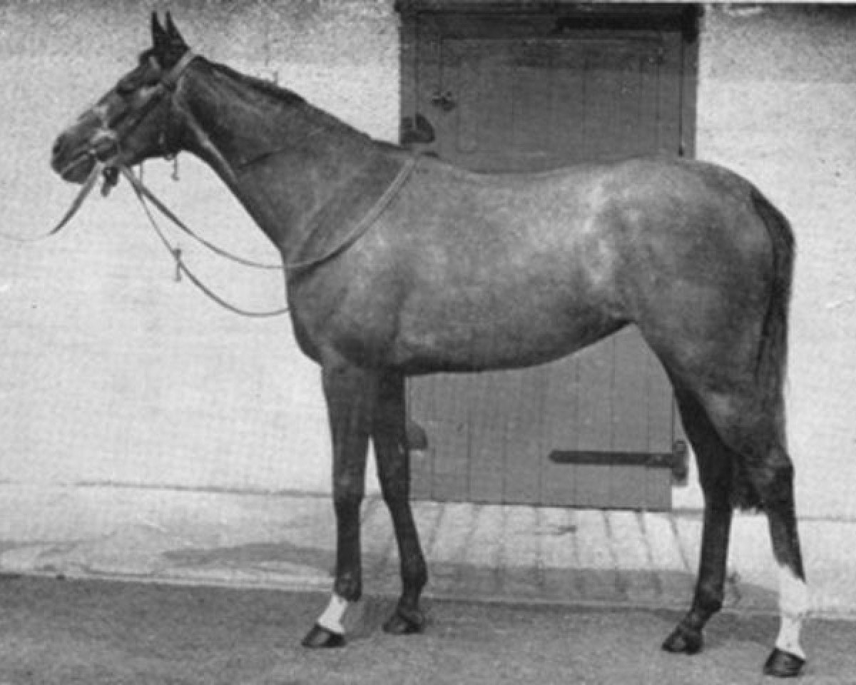 broodmare Silken Glider xx (Thoroughbred, 1954, from Airborne xx)