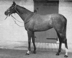 broodmare Silken Glider xx (Thoroughbred, 1954, from Airborne xx)