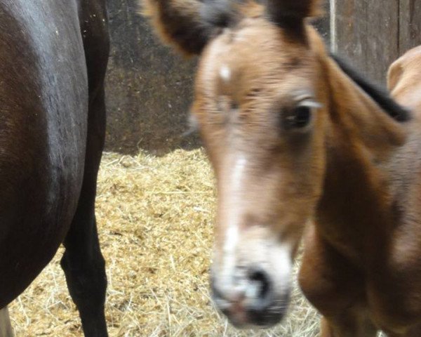 horse Finally Here (Bavarian, 2014, from Florencio I)